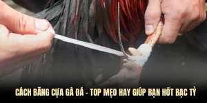 cách băng cựa gà đá